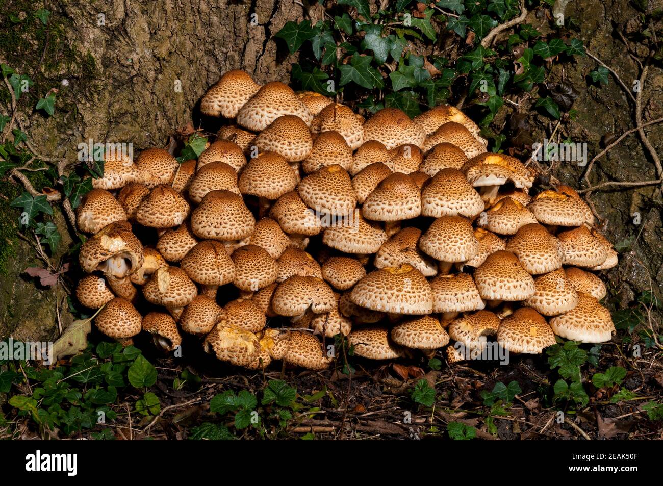 Eine große Gruppe von shaggy Scalycaps (Pholiota squarrosa), die am Fuß eines Baumes in Thorp Perrow Arboretum, North Yorkshire wächst. September. Stockfoto