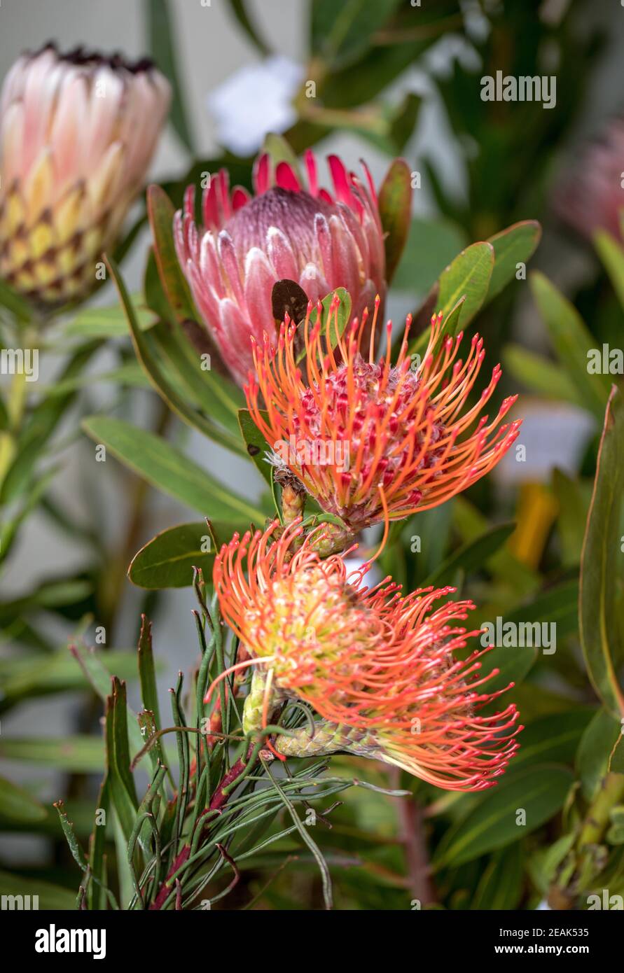 Floristische Dekoration mit tropischen Blumen von Pincushions und König protea Stockfoto