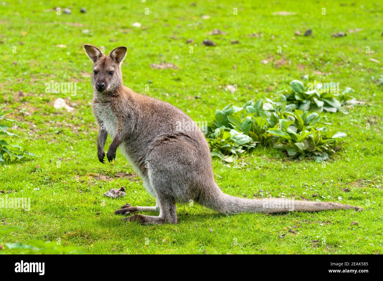 Ein rothalsiges Wallaby (Macropus rufograiseus), das auf seinen großen Hinterfüßen in einem Gehege in Thorp Perrow Arboretum, North Yorkshire, steht. September. Kap Stockfoto