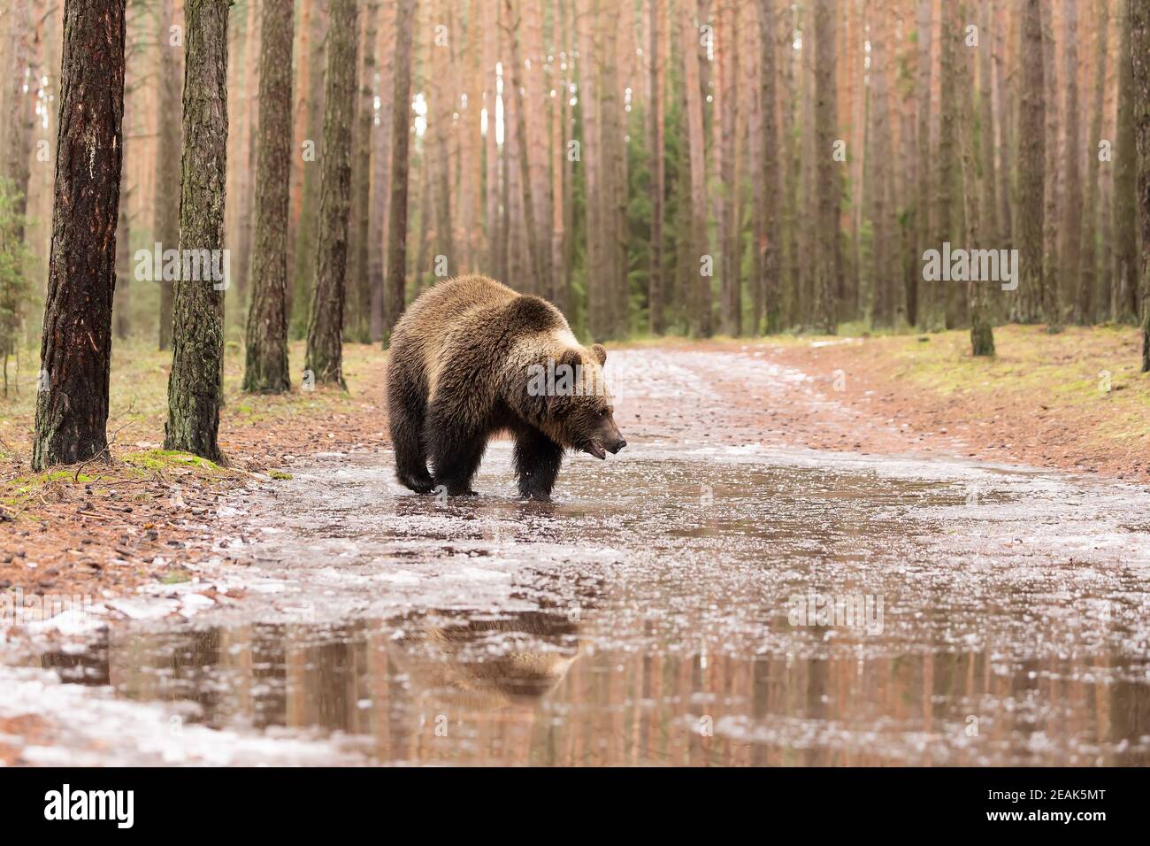 Braunbär im Winterwald, europäische Tierwelt Stockfoto