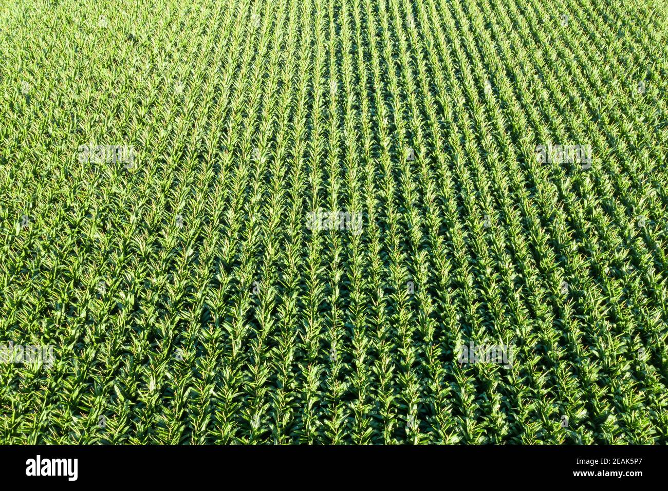 Maisfeld Korn Drohne Ansicht Luftbild Stockfoto