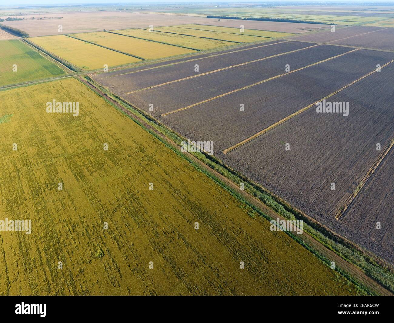 Anbauen von Reis auf überschwemmten Feldern. Reifer Reis auf dem Feld, der Beginn der Ernte. Eine Vogelperspektive. Stockfoto