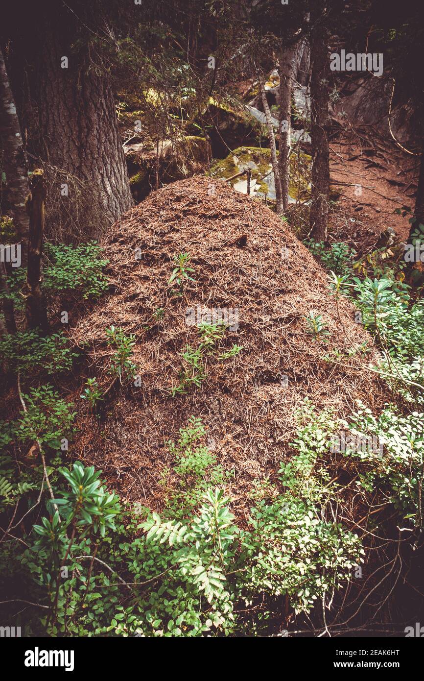 Großer Wald Anthill in Vanoise Nationalpark Tal, Französisch alpen Stockfoto