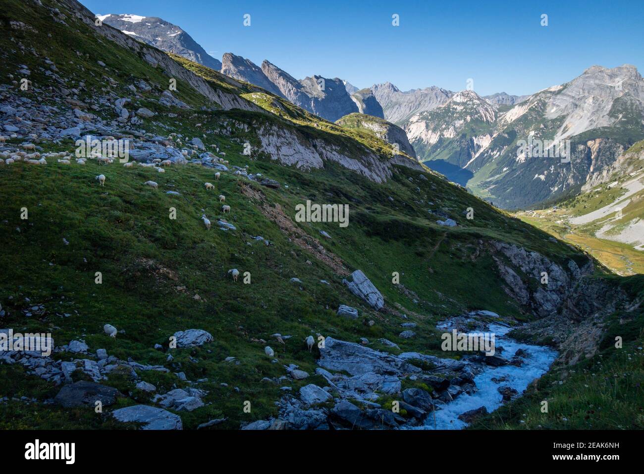 Schafe auf der Alm, Französische alpen Stockfoto