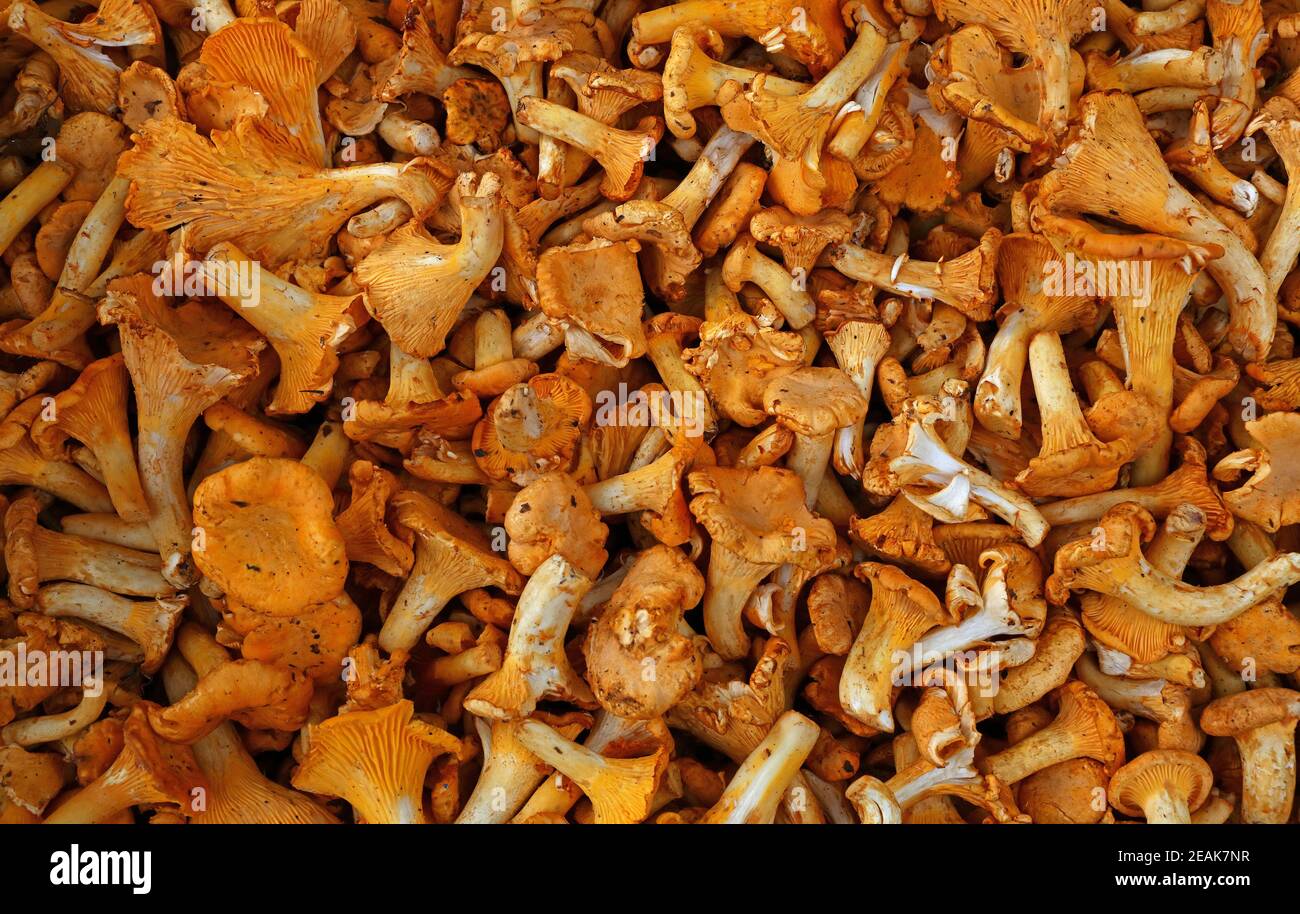 Pfifferlinge essbare Pilze im Einzelhandel Display Stockfoto