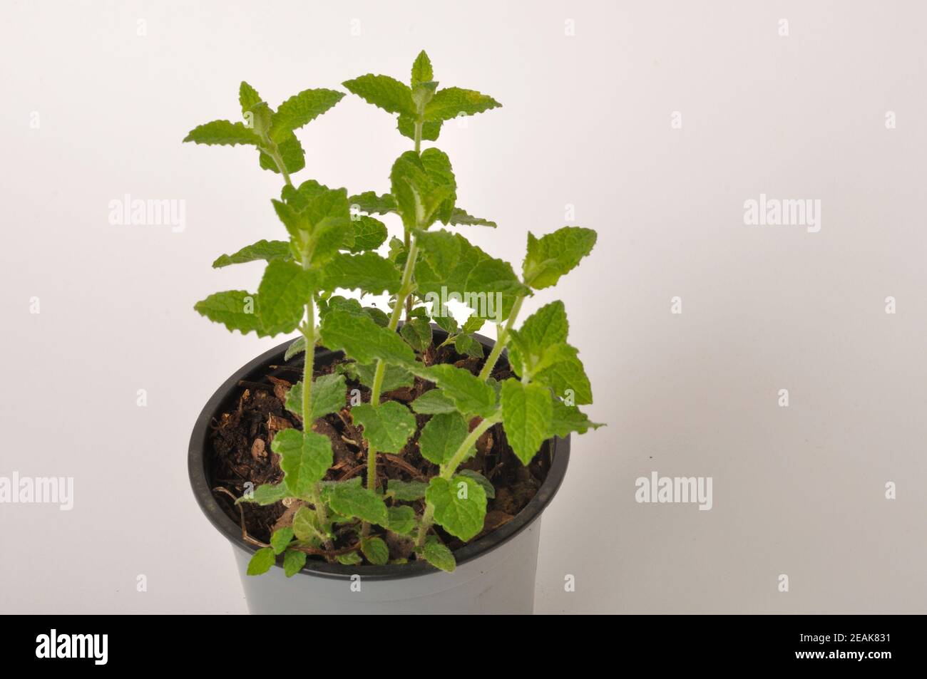 Erdbeerminzpflanze auf weißem Hintergrund Stockfoto