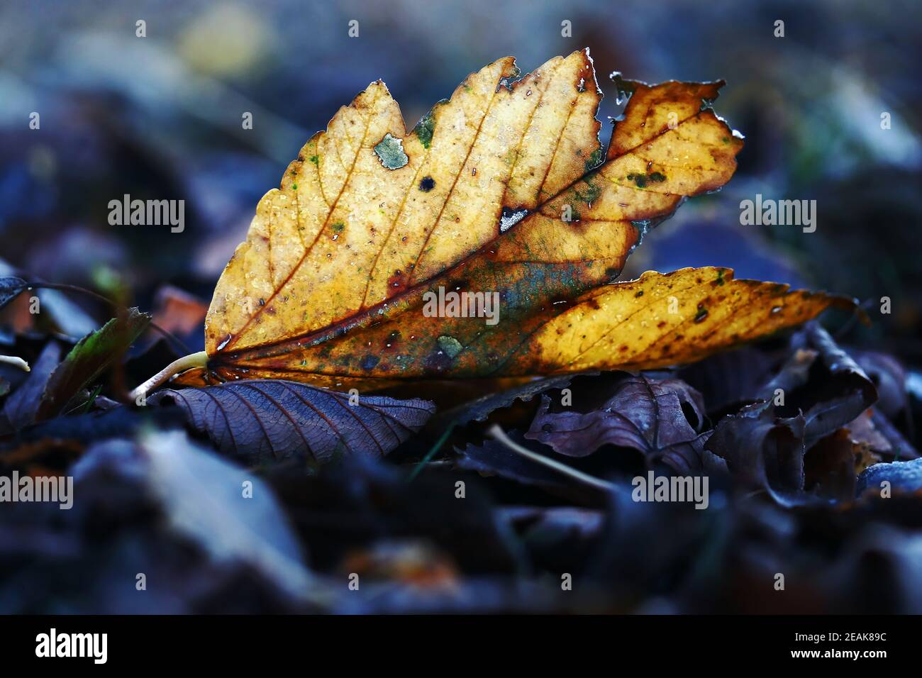 Ein gelb-goldenes Herbstblatt auf dem kalten Boden Stockfoto