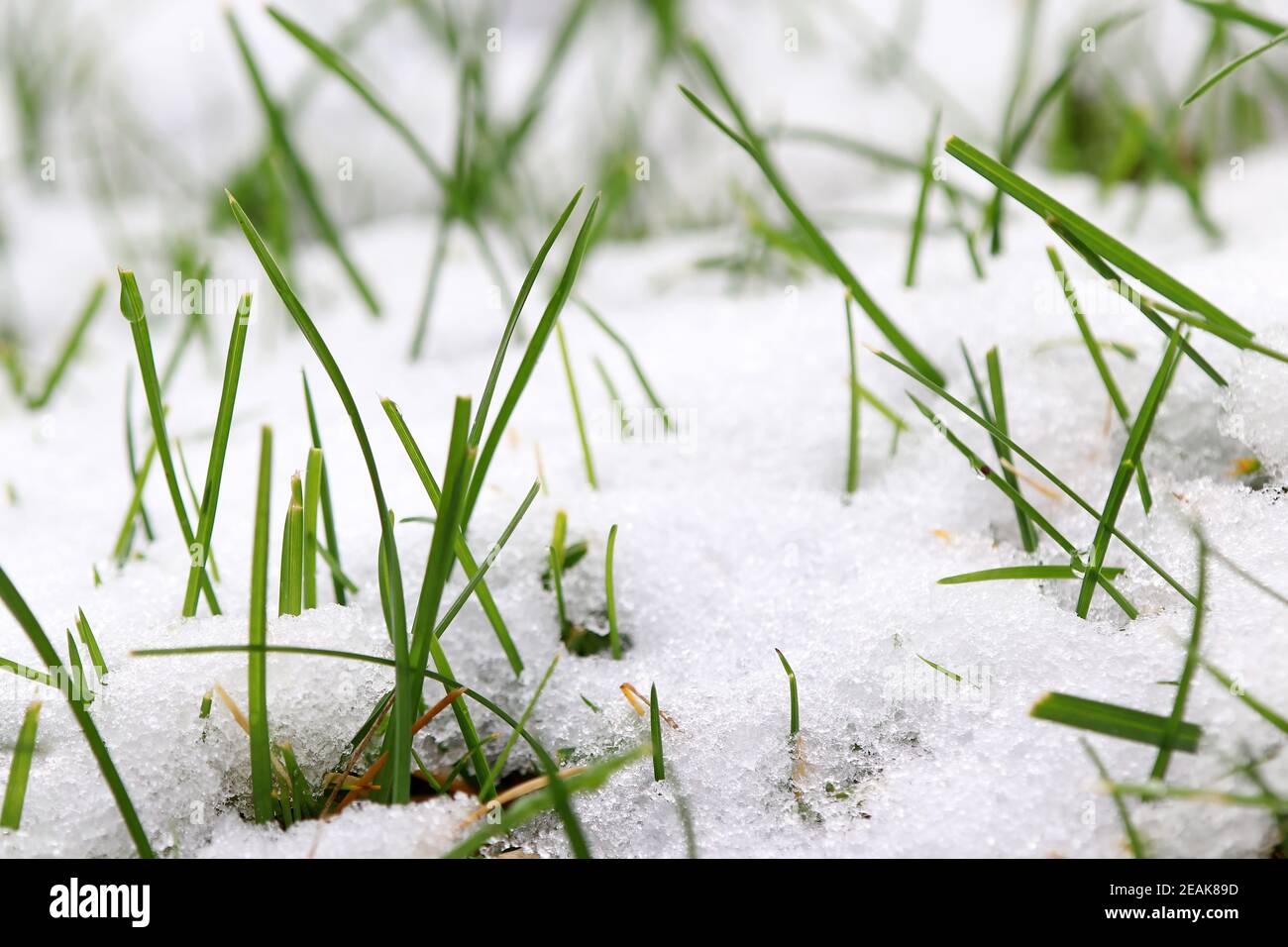 Schneefall im Herbst auf dem Gras im Garten Stockfoto