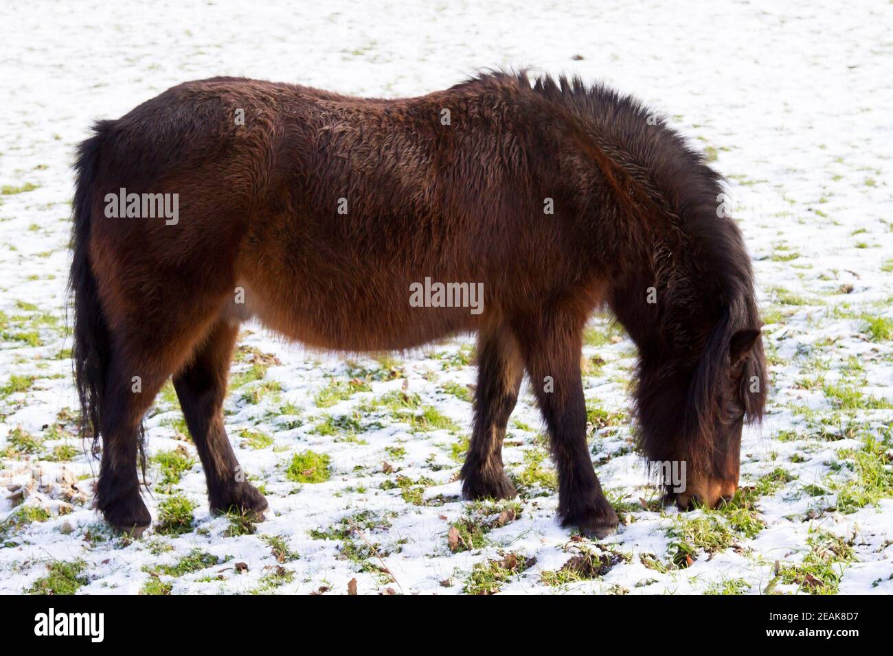Huddersfield, Yorkshire, Großbritannien, 10. Februar 2021. Pony während des Schneewetters. Richard Asquith/Alamy Live News Stockfoto