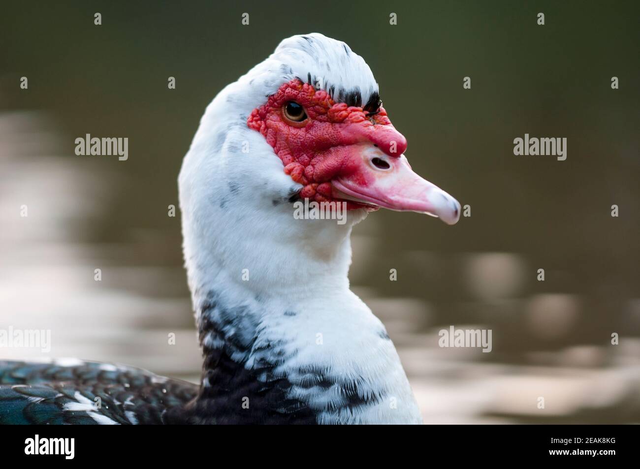 Feral muscovy duck -Fotos und -Bildmaterial in hoher Auflösung – Alamy