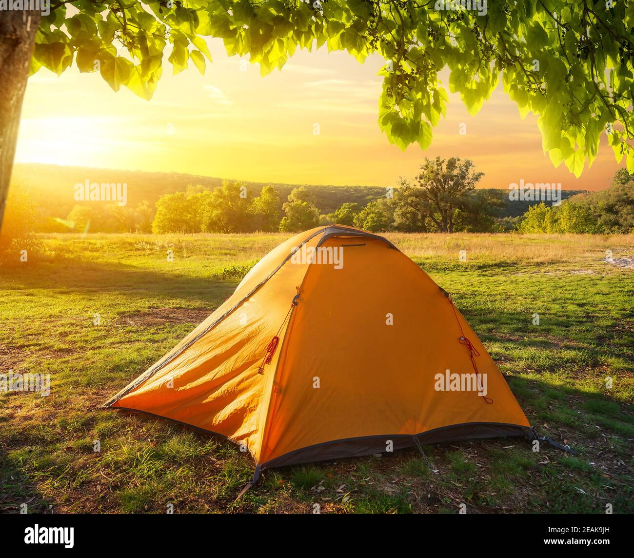 Zelt in der Nähe des Waldes Stockfoto