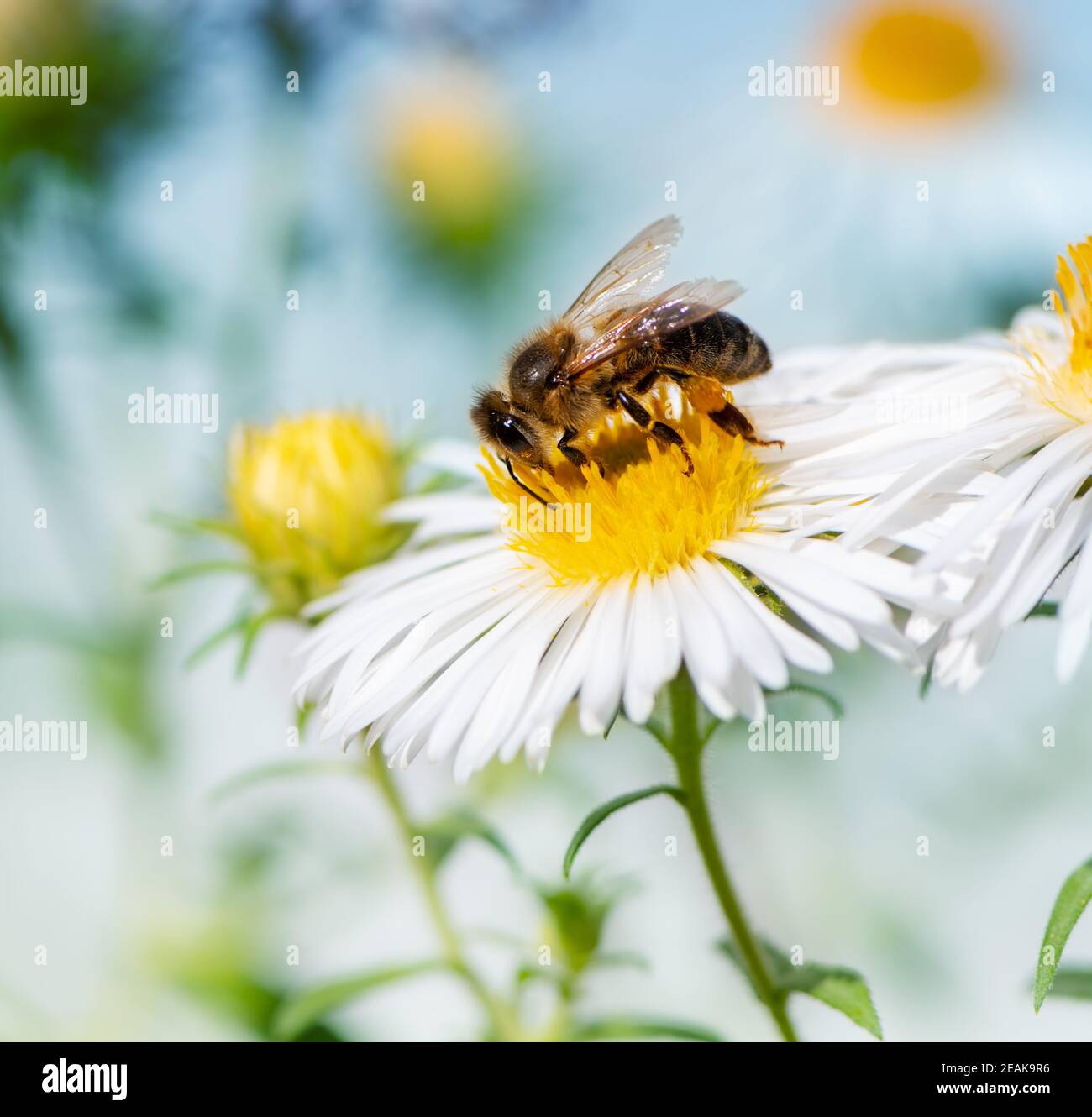 Bienen sammeln Nektar bei einer weißen Asterblüte Stockfoto