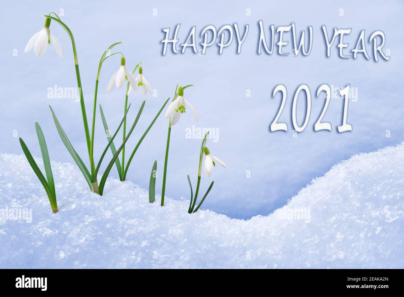 Neujahrsgruß 2021, Schneeglöckchen, Frohes Neues Jahr Text in englischer Sprache Stockfoto