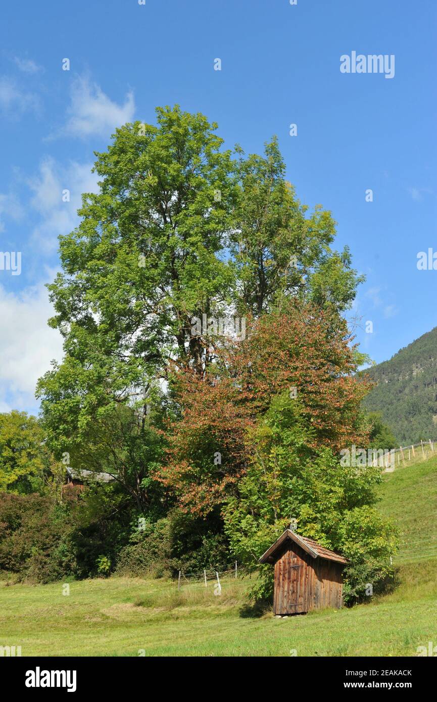 Asche in den Alpen Stockfoto