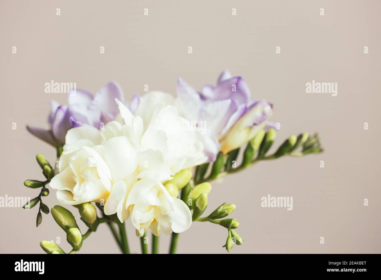 Bouquet von weißen und lila Freesias. Frühlingsblume. Stockfoto