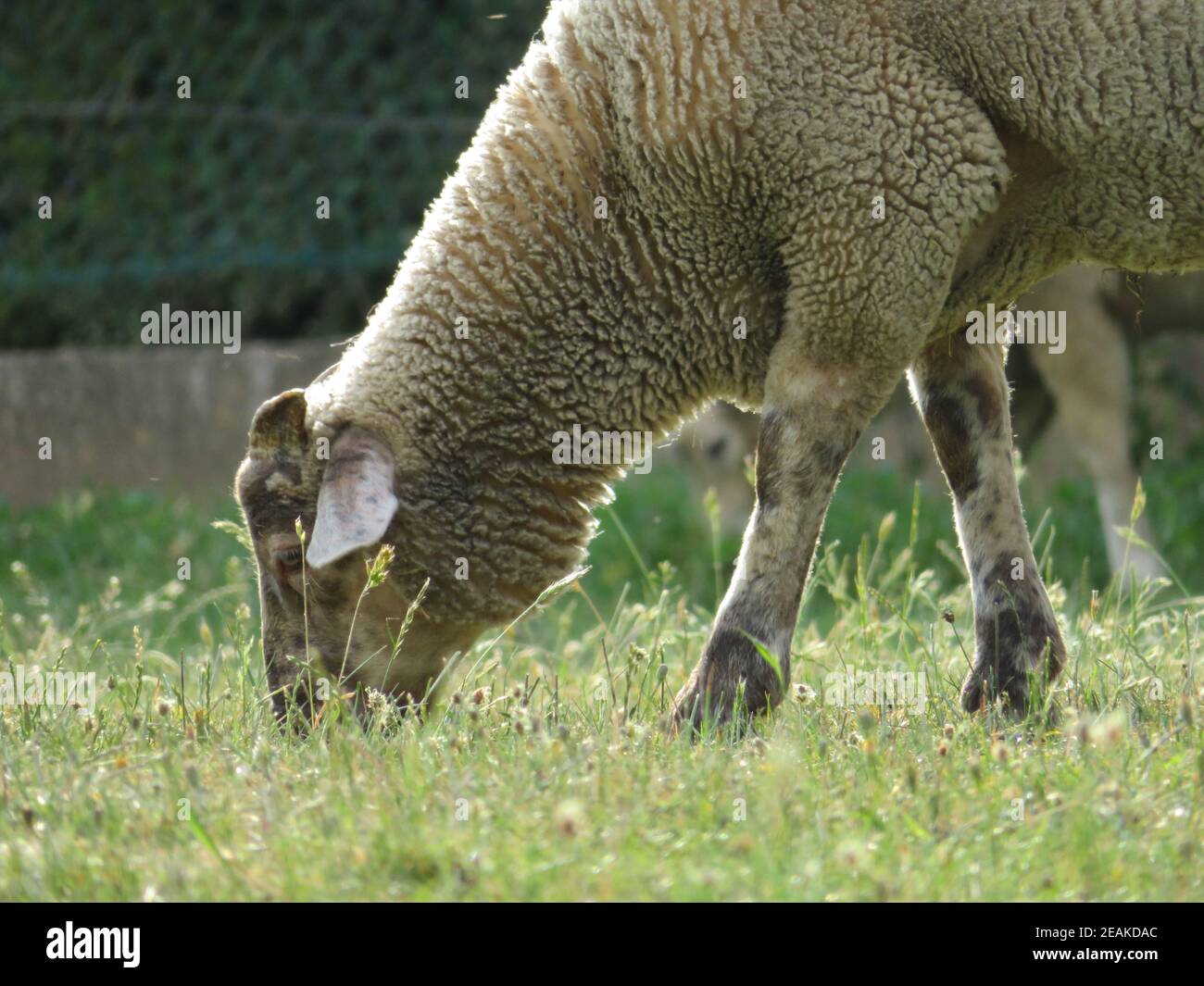 Schafe Haustier Wolle Milch schöne Gras Fleisch Stockfoto
