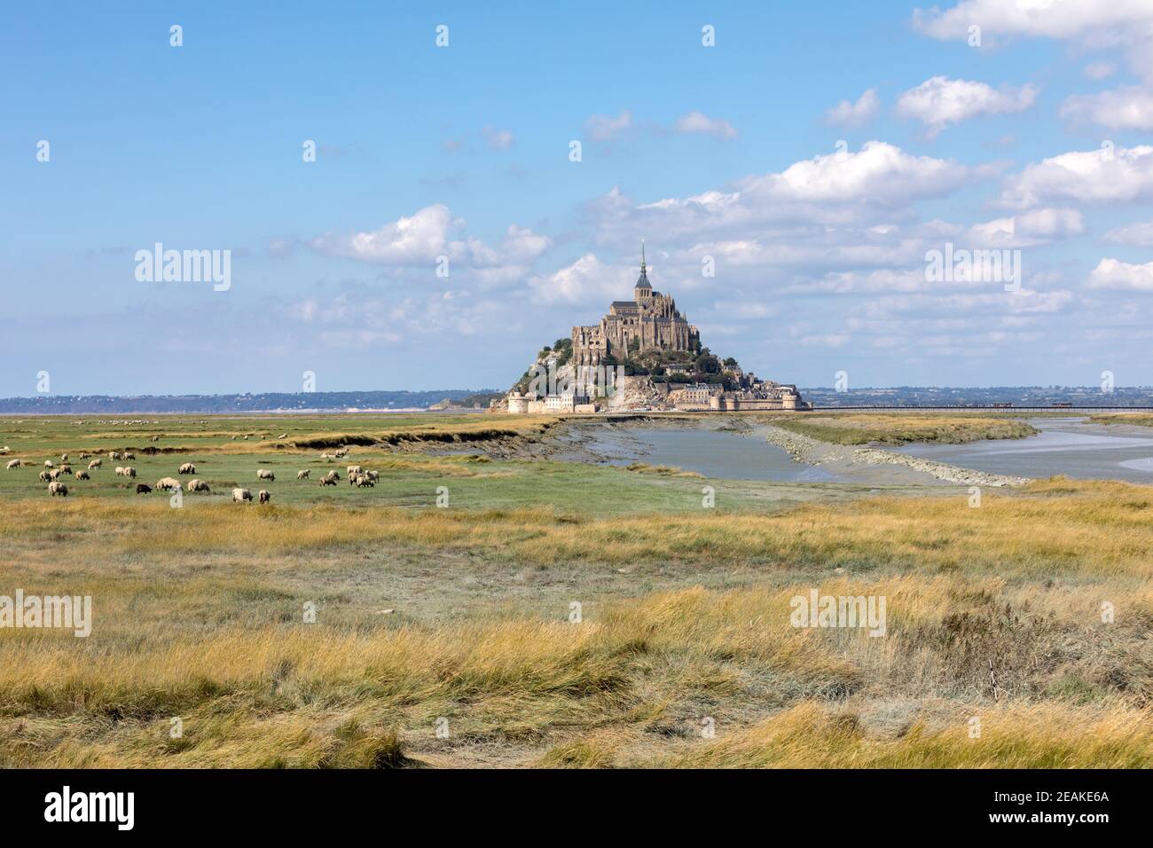 Eine Herde Schafe auf den Salzwiesen in der Nähe des Mont Saint-Michel Gezeiten Insel unter einem blauen Himmel. Le Mont Saint Michel, Frankreich Stockfoto