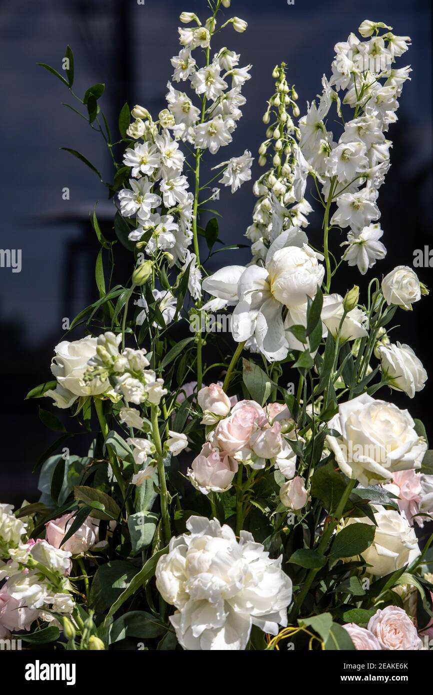 Beeindruckendes floristisches Bouquet von weißen Rosen und Delphinium - grün Drehen Stockfoto