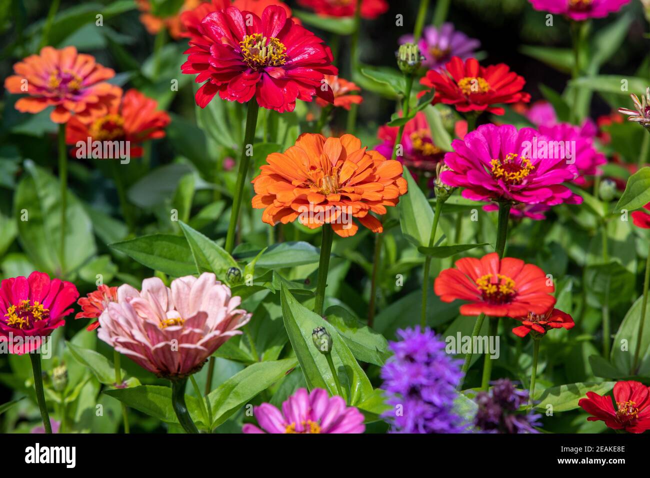 Schöne bunte Zinnien im Sommergarten Stockfoto