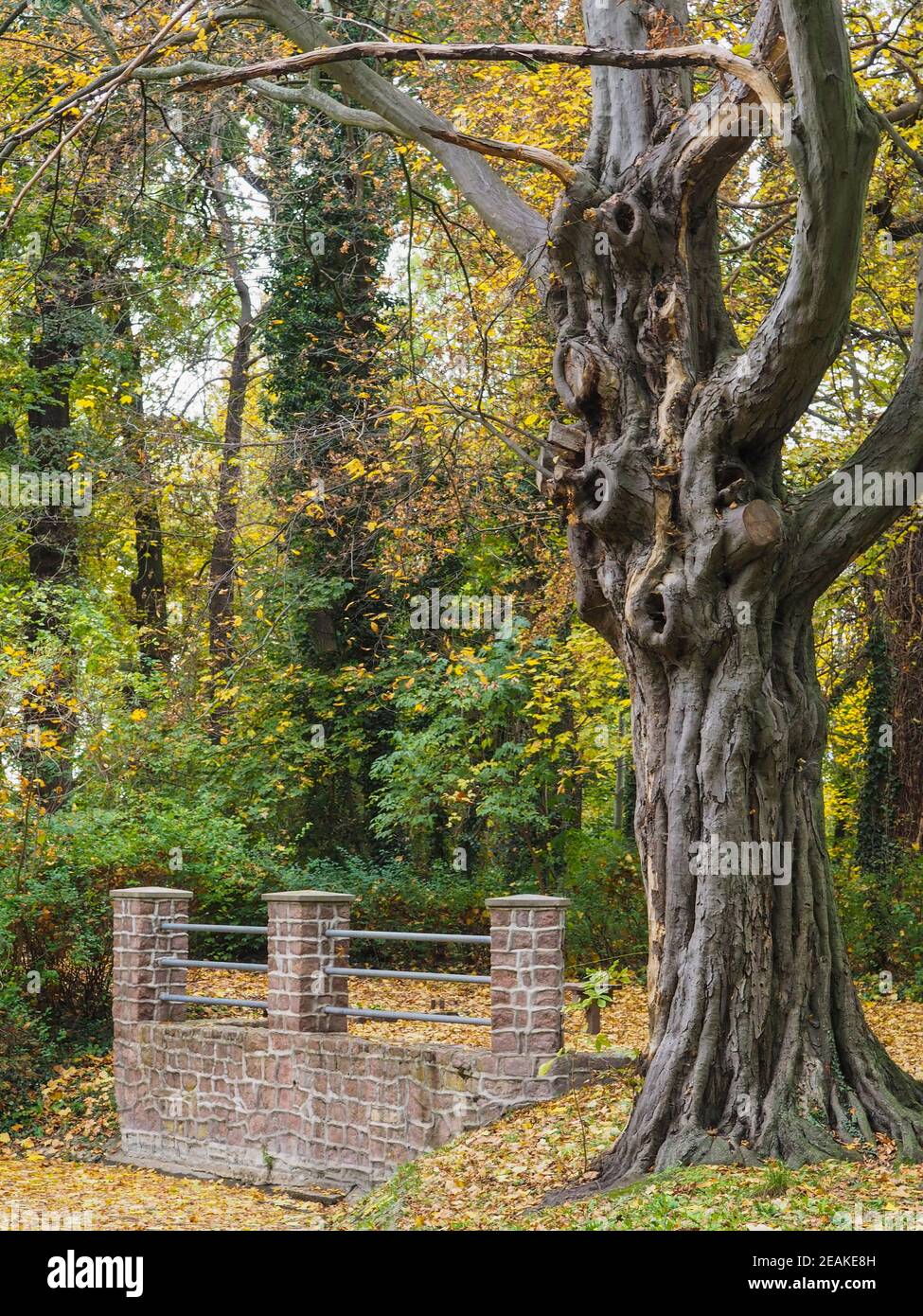Alter knorriger Baum mit Wand und Geländer im Park Stockfoto