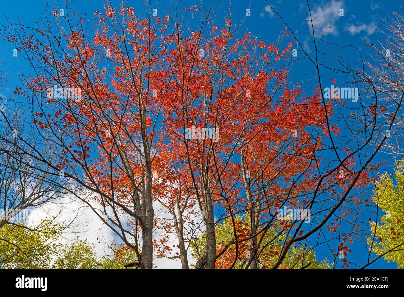 Rote Blätter gegen einen blauen Himmel Stockfoto