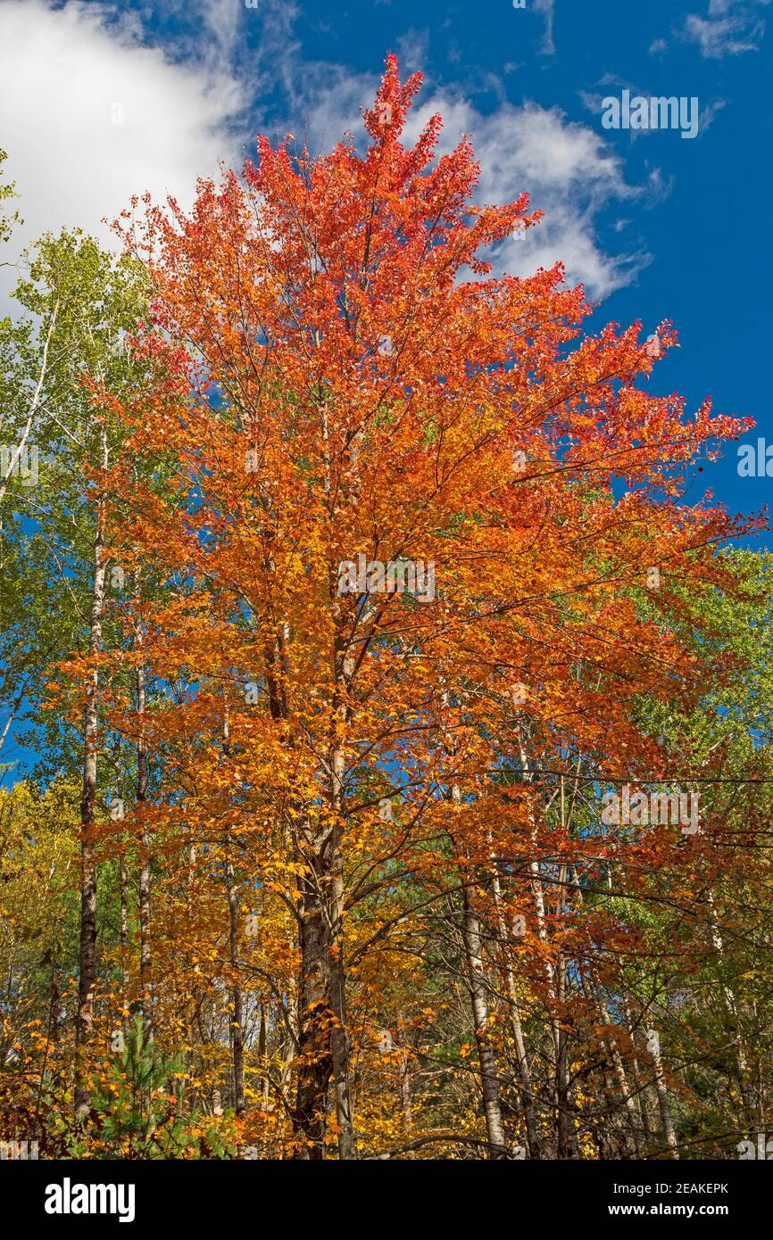 Bunte Blätter, die in den Himmel ausbrechen Stockfoto