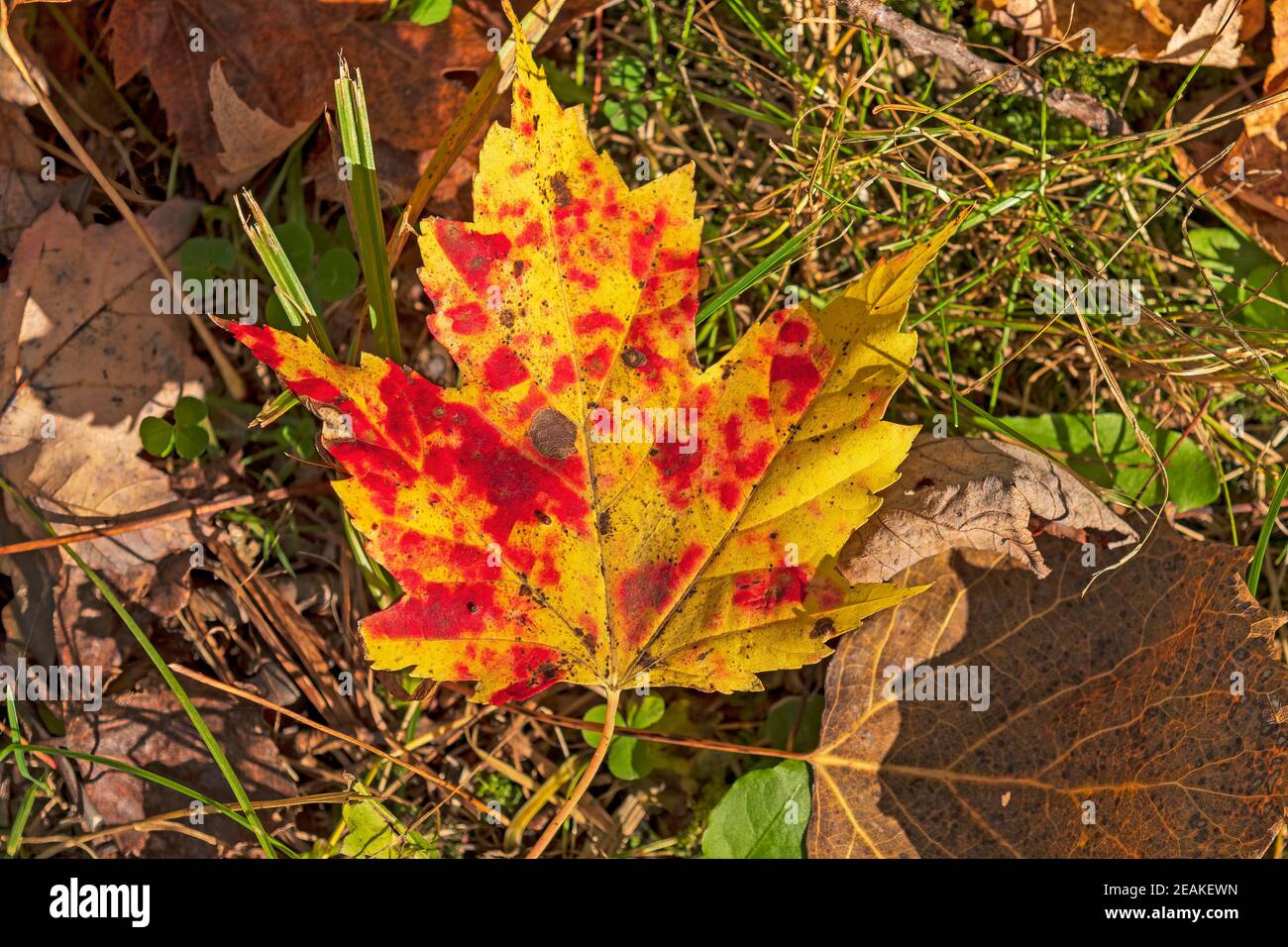 Ändern der Farben auf einem Maple Leaf Stockfoto