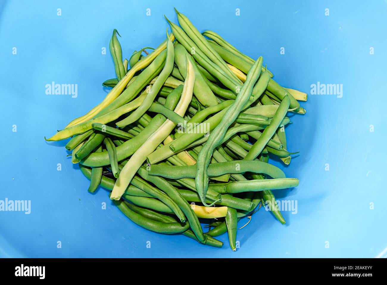 Frische grüne Bohnen in der Mitte einer blauen Schüssel Stockfoto