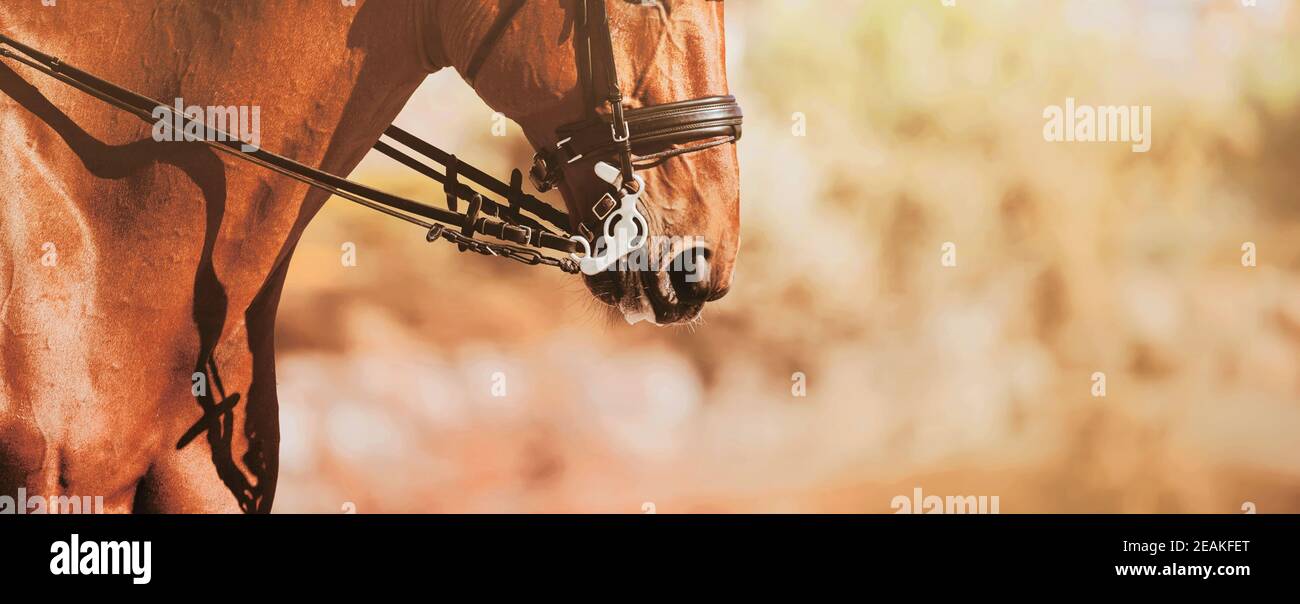 Die Schnauze eines schönen Sauerampfer Pferd, das ein Leder Zaumzeug trägt, beleuchtet durch helles Sonnenlicht an einem Herbsttag. Reiten. Stockfoto