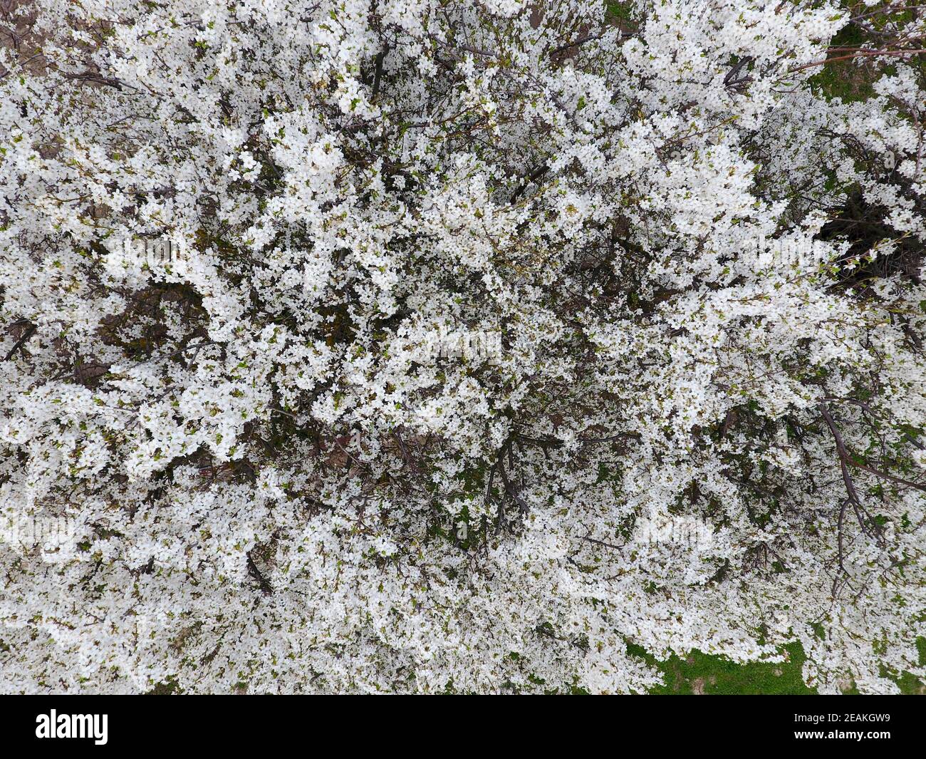 Blooming Cherry Plum. Die weißen Blüten der Pflaume Bäume auf den Ästen eines Baumes. Spring Garden. Stockfoto