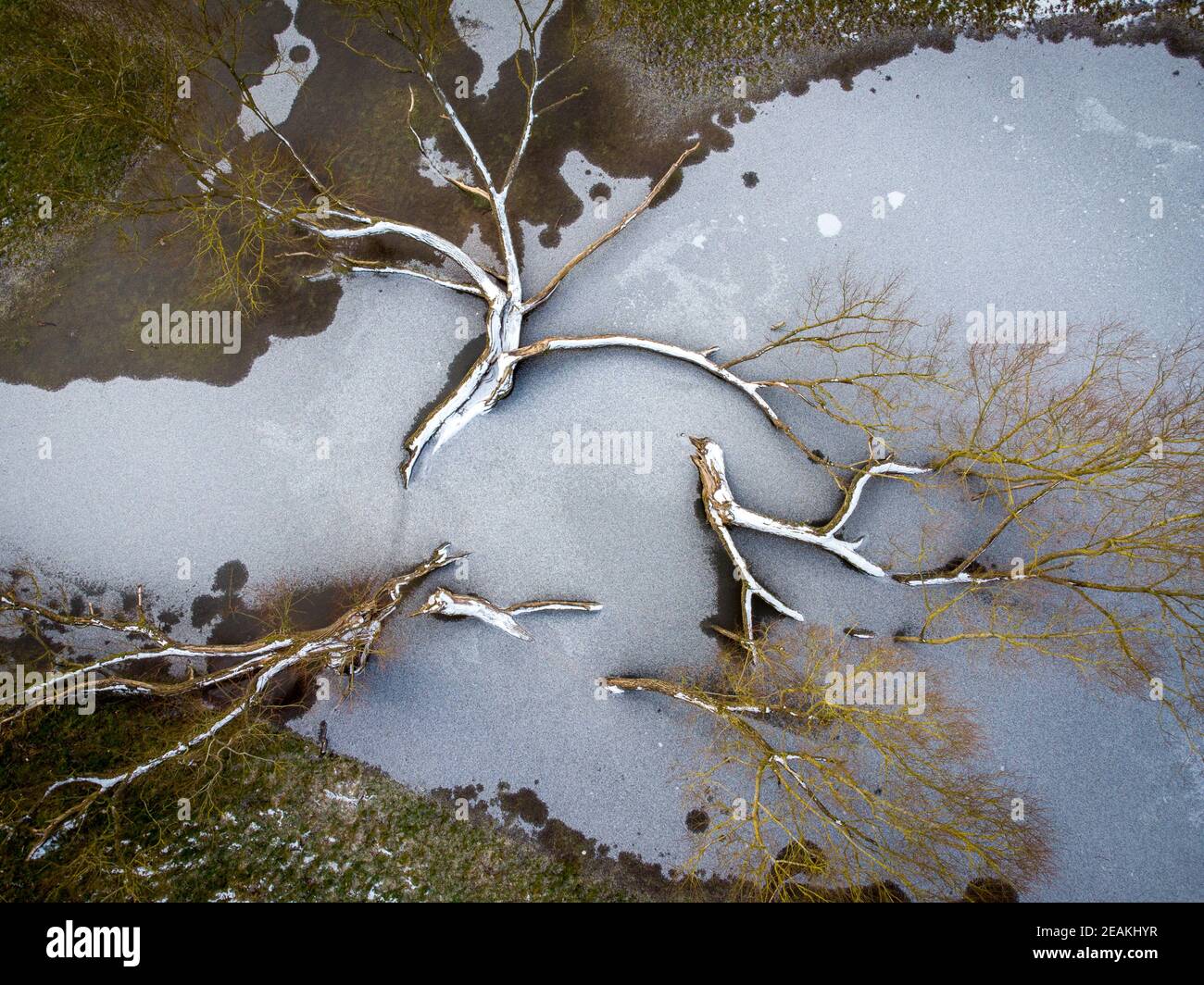 An einem kalten Wintertag in Warwickshire, England, stecken gefallene Bäume in einem gefrorenen Teich fest. Bild aufgenommen mit einer Drohne von einem qualifizierten Piloten. Stockfoto