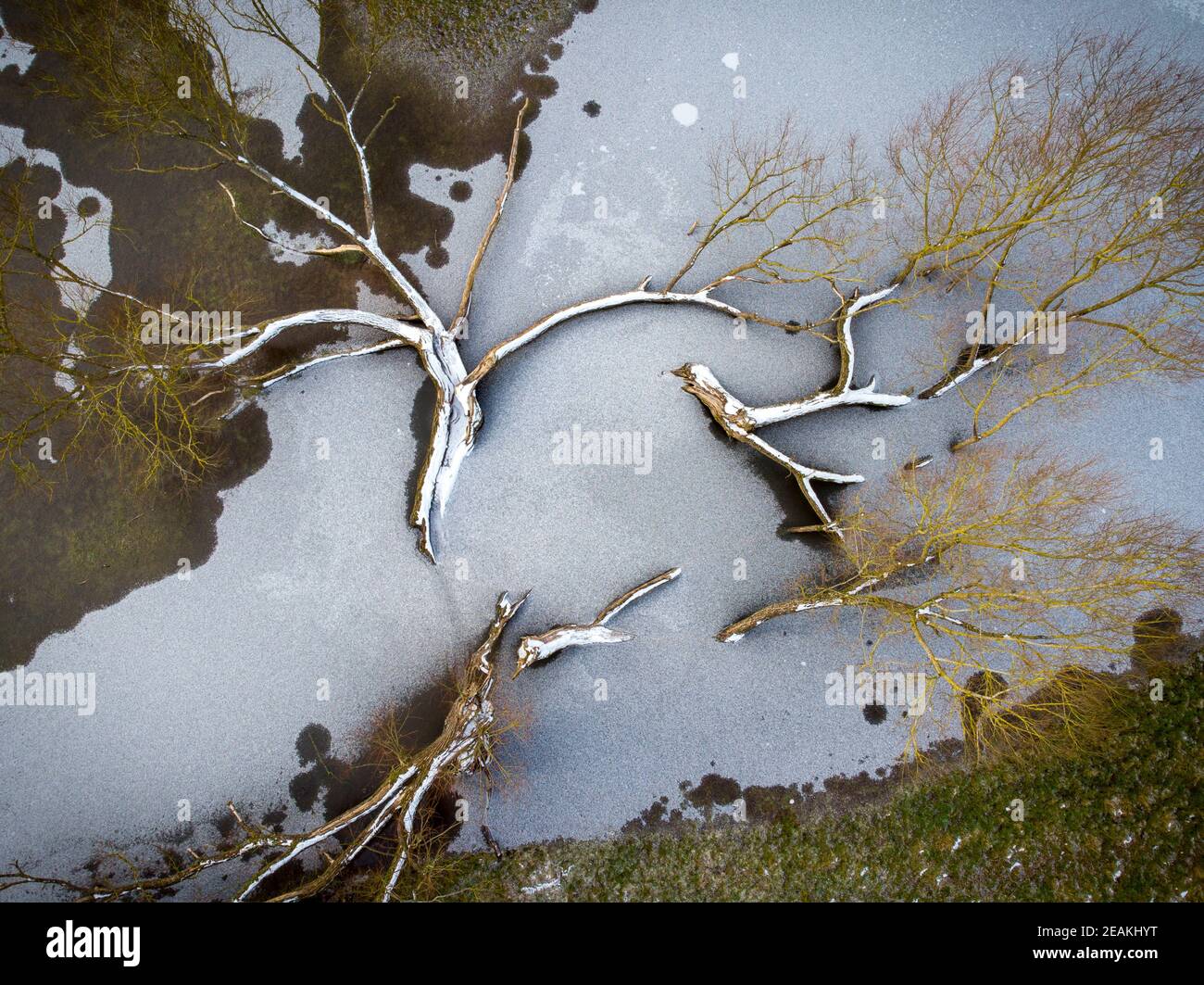 An einem kalten Wintertag in Warwickshire, England, stecken gefallene Bäume in einem gefrorenen Teich fest. Bild aufgenommen mit einer Drohne von einem qualifizierten Piloten. Stockfoto