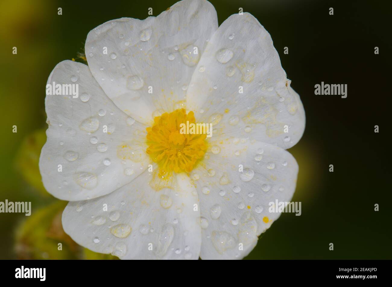 Blume von Montpellier cistus Cistus monspeliensis bedeckt mit Tau-Tropfen. Stockfoto