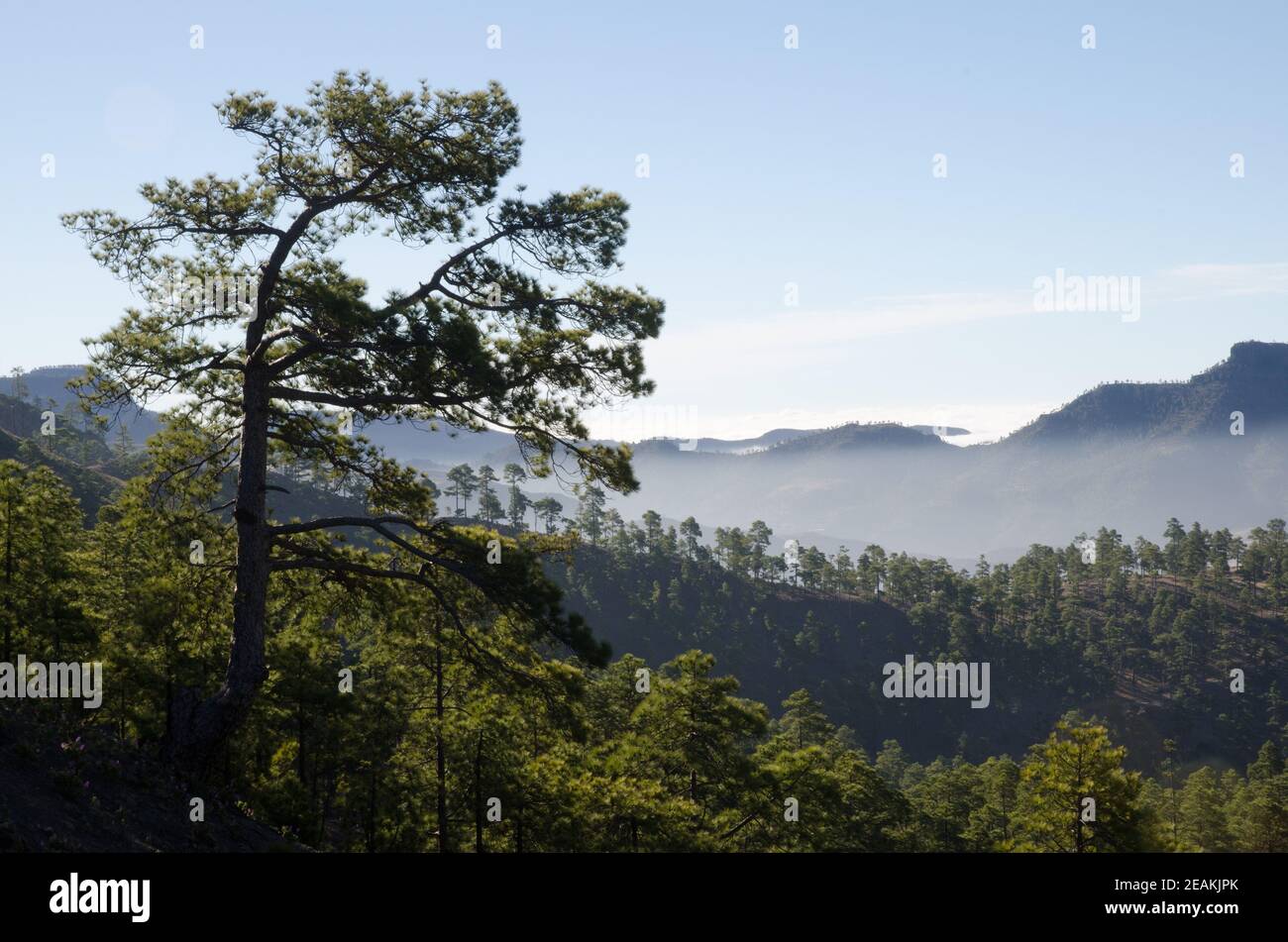 Wald der Kanarischen Insel Kiefer Pinus canariensis. Stockfoto