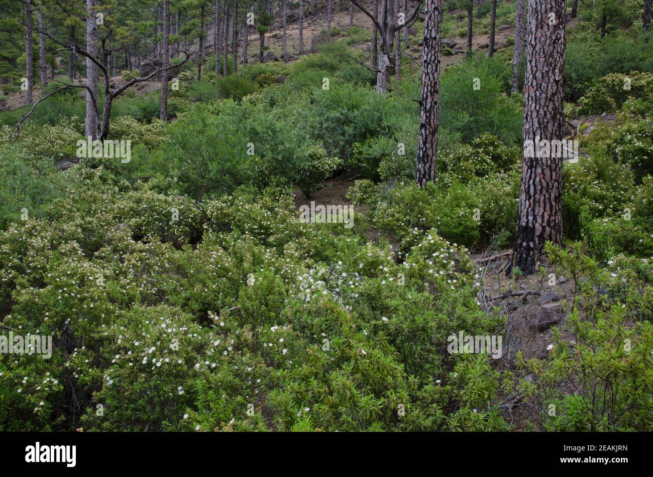 Wald der Kanarischen Insel Kiefer mit Sträuchern von Montpellier Zistus. Stockfoto