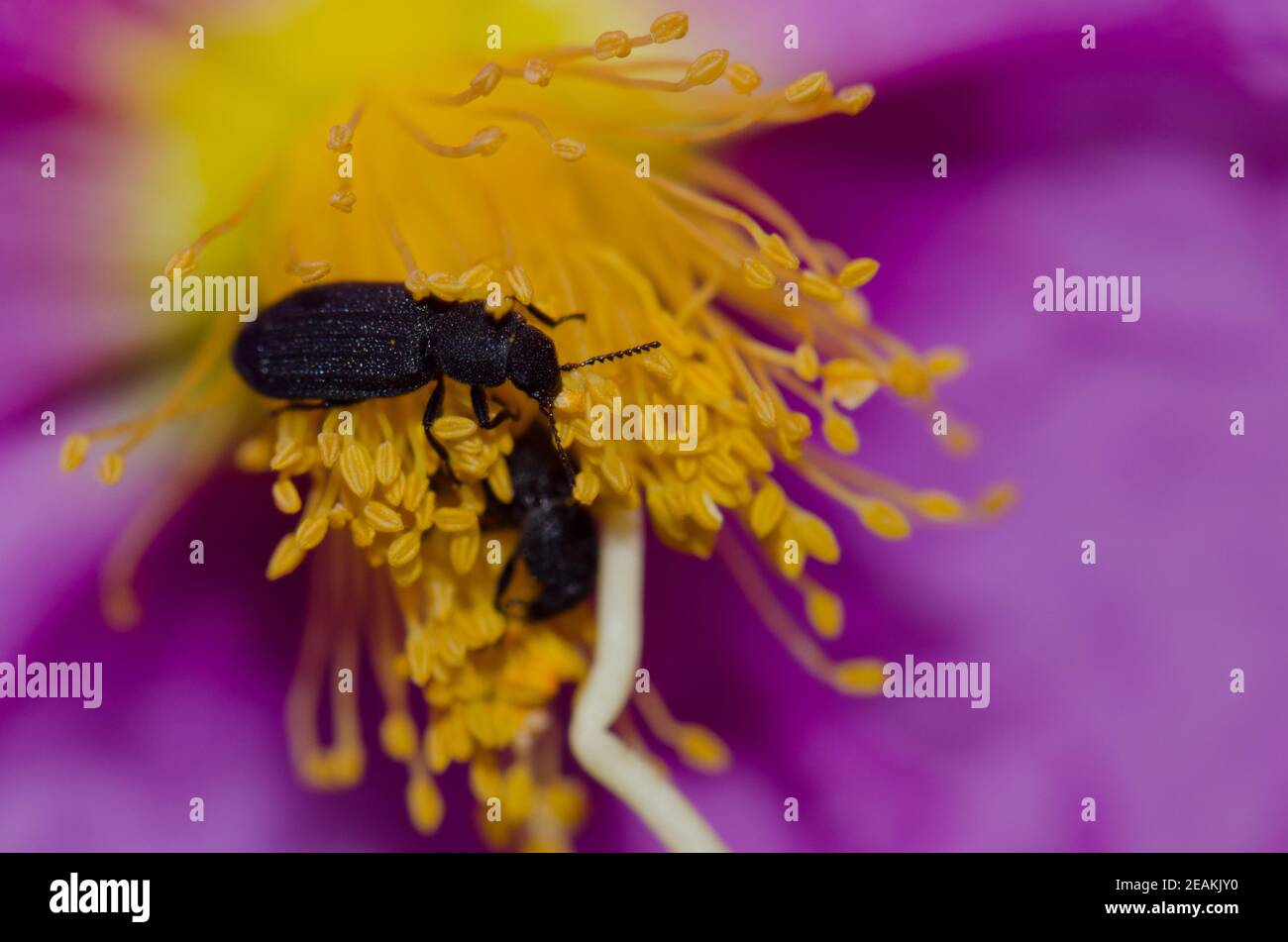 Dunkelnde Käfer auf einer Blume des Cistus symphytifolius. Stockfoto