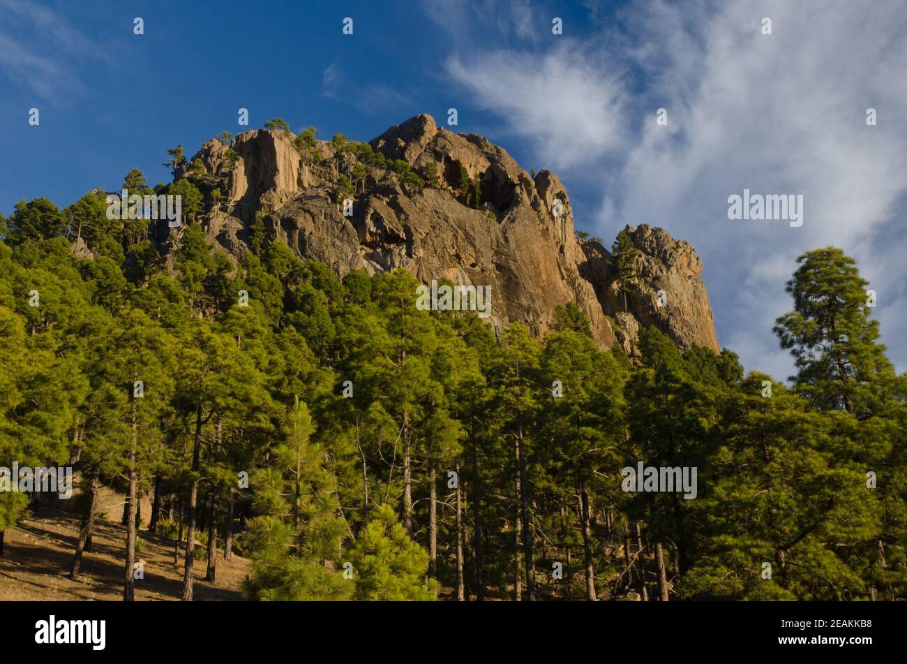 Morro de Pajonales und Wald der Kanarischen Insel Kiefer. Stockfoto