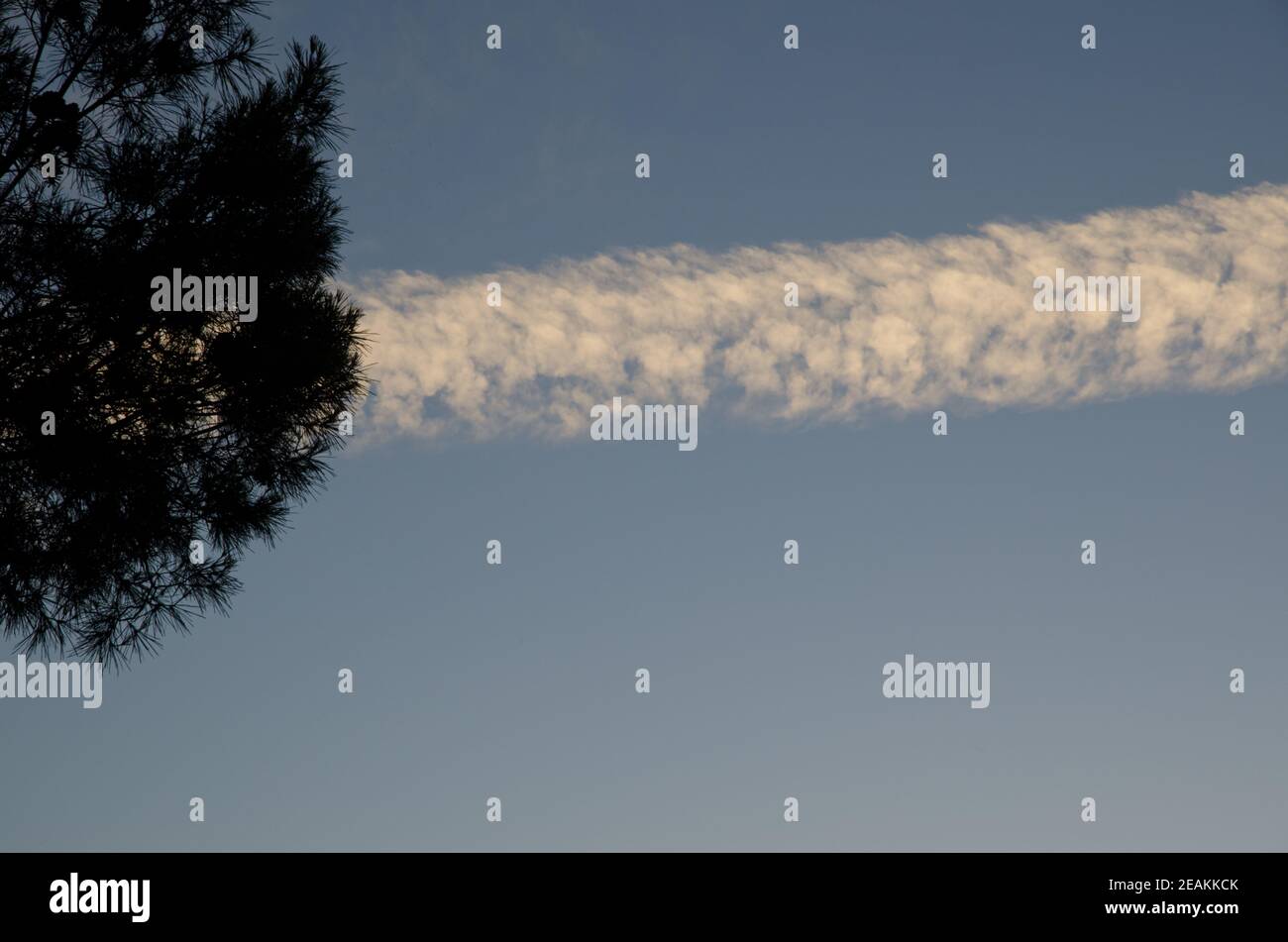 Baldachin einer Kanarischen Kiefer Pinus canariensis und contrail aus dem Flugzeug. Stockfoto Baldachin einer Kanarischen Kiefer Pinus canariensis und contrail aus dem Flugzeug. Stockfoto