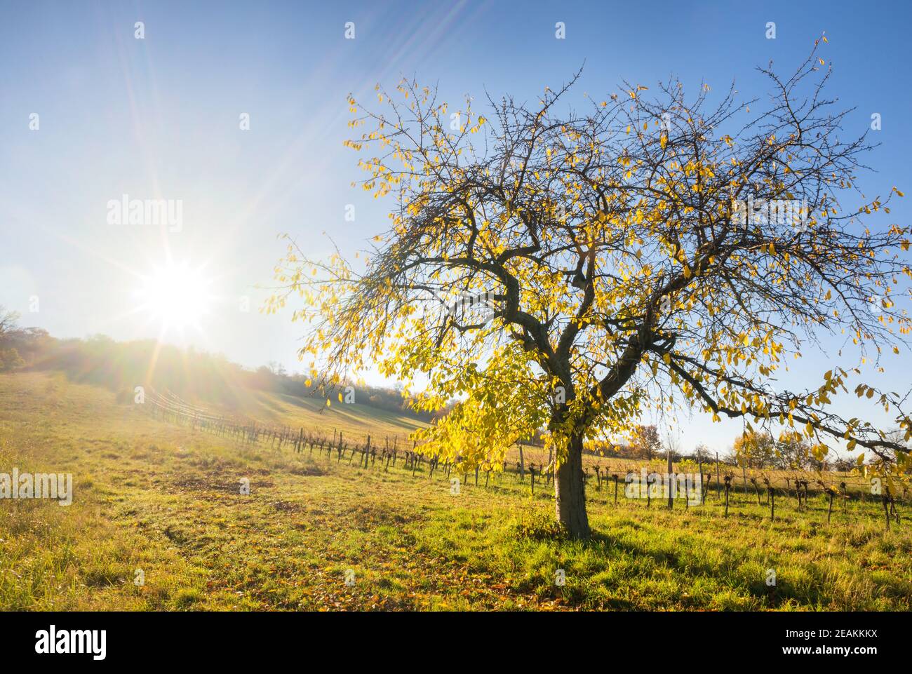 Herrliche Sonnenstrahlen auf einem herbstlichen Kirschbaum im Burgenland Stockfoto