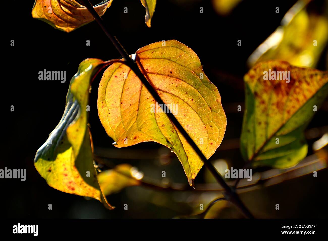 Herbstliche farbige Blätter in Hintergrundbeleuchtung Stockfoto