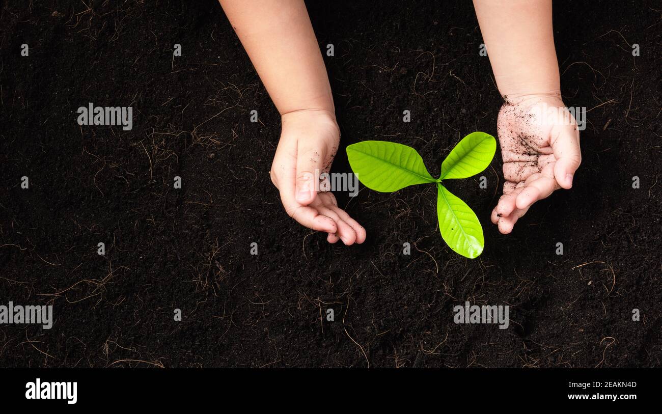 Kleiner Sämling junger Baum in schwarzem Boden auf Kinderhände Stockfoto