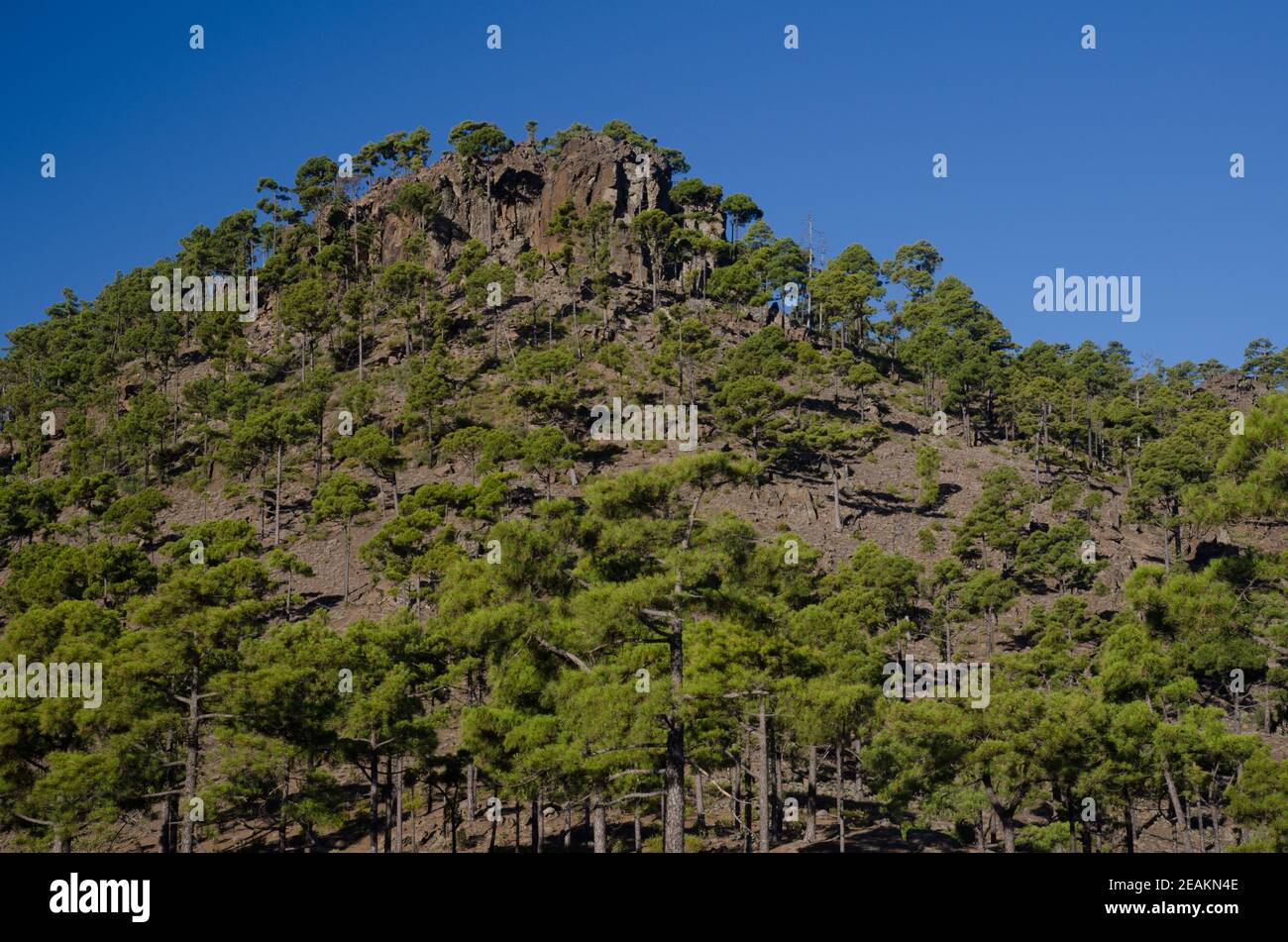 Wald der Kanarischen Insel Kiefer Pinus canariensis. Stockfoto