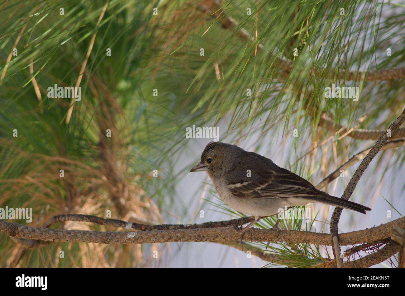 Gran Canaria blauer Buchfink auf einem Zweig. Stockfoto