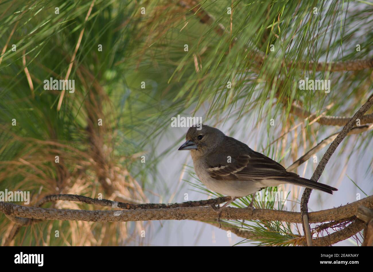 Gran Canaria blauer Buchfink auf einem Zweig. Stockfoto