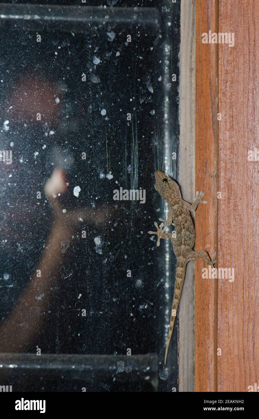 Boettgers Wandgecko und Fotograf spiegelte sich im Fenster. Stockfoto