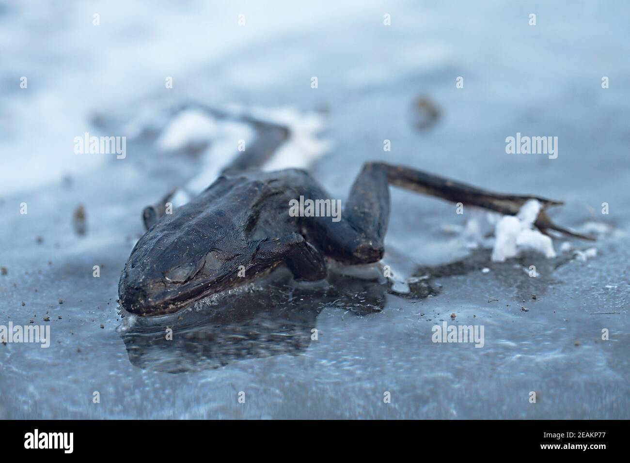 Gefrorenen Frosch auf Eis Stockfotografie - Alamy