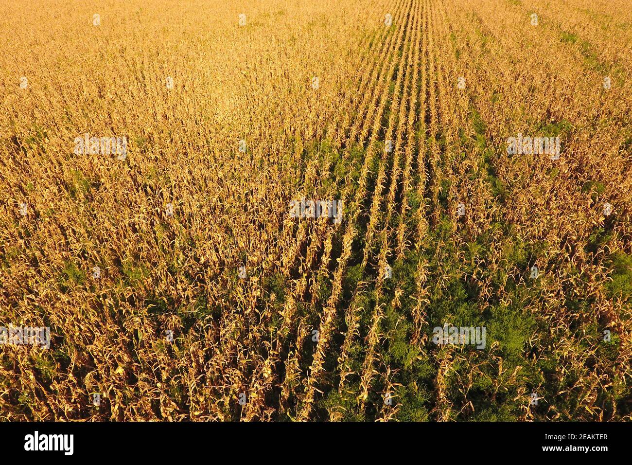 Feld mit reifen Mais. Trockene Stängel von Mais. Blick auf das Maisfeld Stockfoto