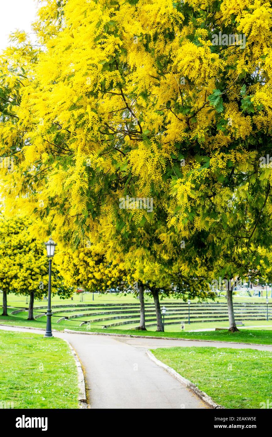 Üppig blühende Mimosaakazien im Park Stockfoto