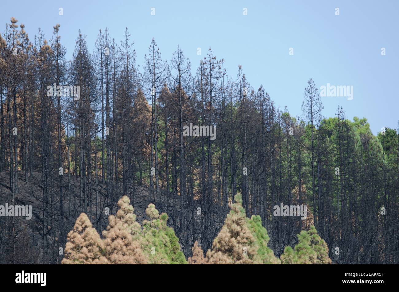 Verbrannter Wald der Kanarischen Kiefer Pinus canariensis. Stockfoto