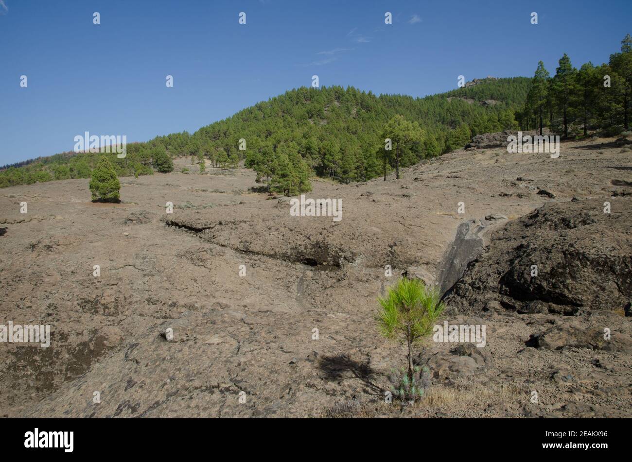 Felsiger Boden und Wald der Kanarischen Insel Kiefer. Stockfoto